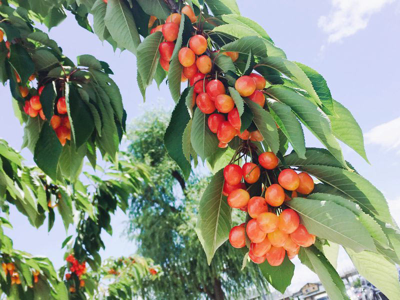 さくらんぼ東根駅さくらんぼの木アップ