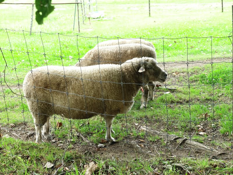 羊ヶ丘展望台の羊
