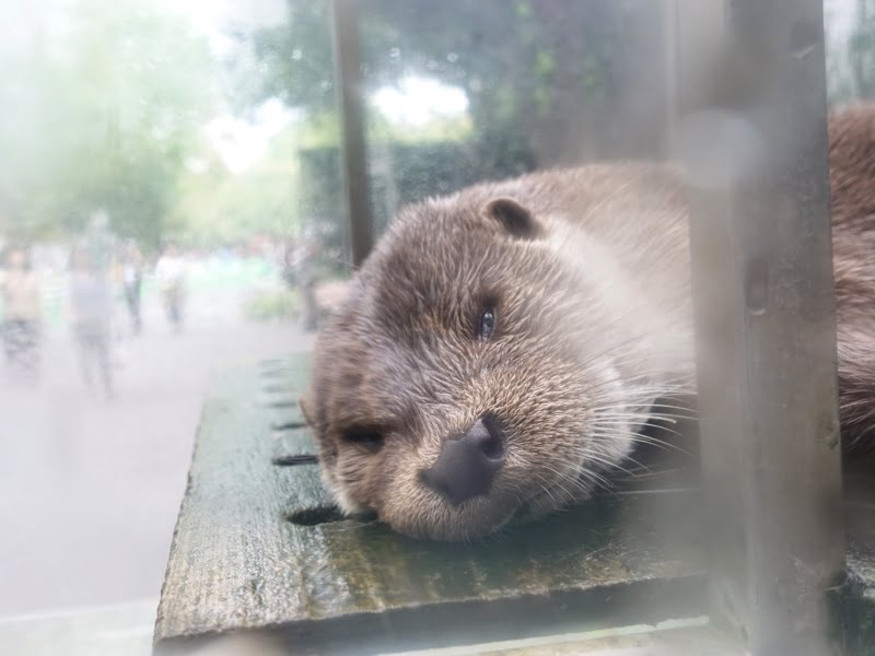 上野動物園の動物