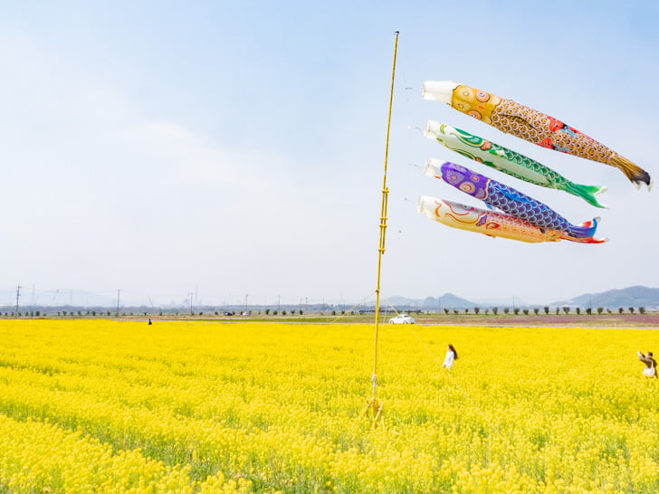 道の駅 笠岡ベイファーム:花畑 菜の花