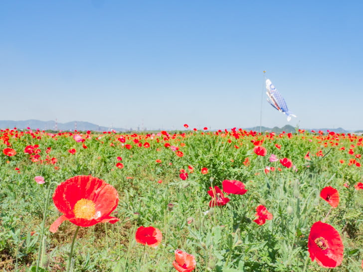 道の駅 笠岡ベイファーム:花畑 ポピー