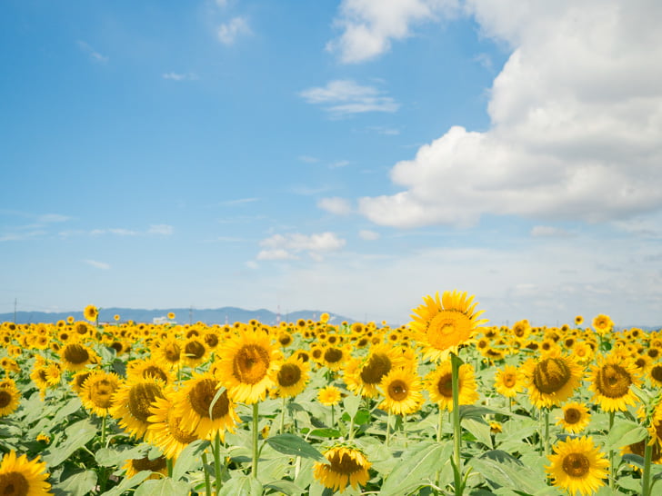 道の駅 笠岡ベイファーム:花畑 ひまわり