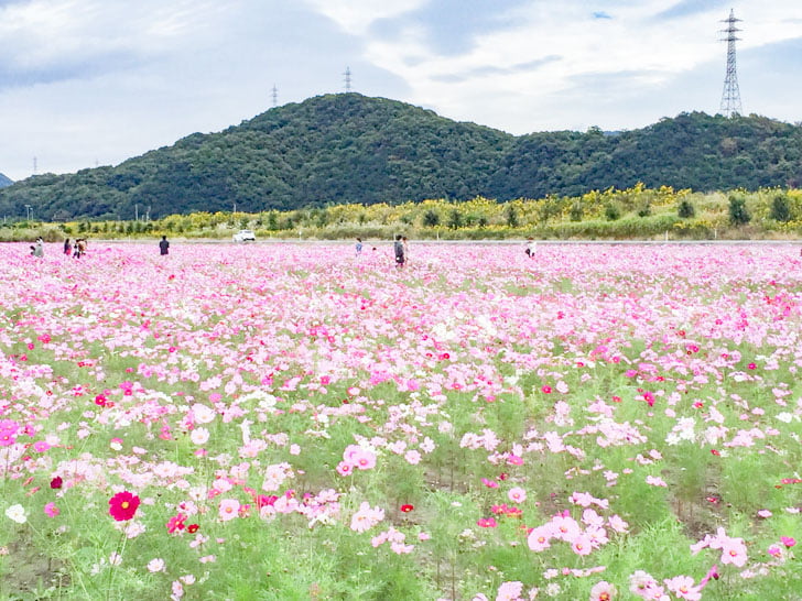 道の駅 笠岡ベイファーム:花畑 コスモス