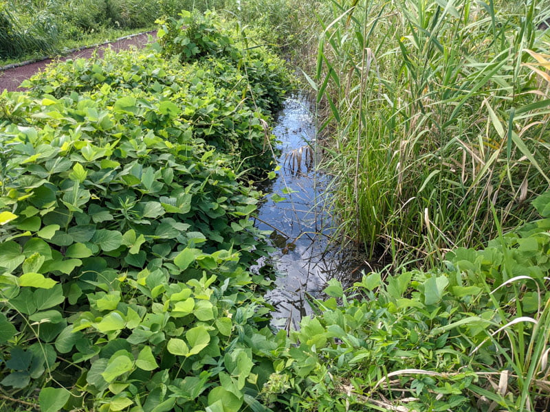 下物ビオトープ