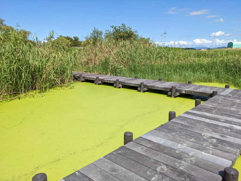 下物ビオトープ