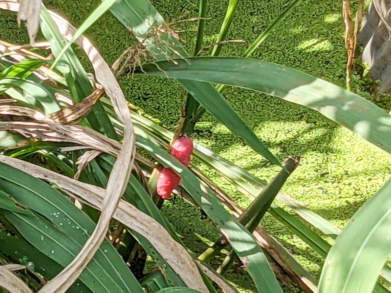ジャンボタニシの卵