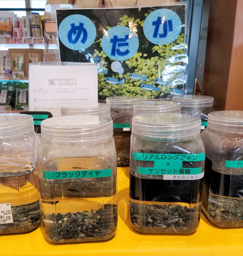 道の駅草津のめだか販売