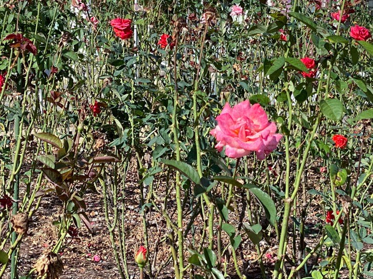 福山サービスエリア:上り