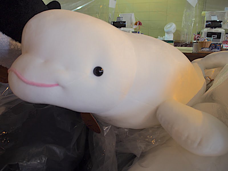 鴨川シーワールドのベルーガのぬいぐるみ