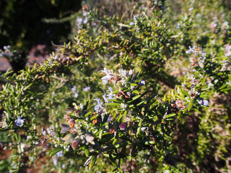 ローズマリー公園のローズマリー