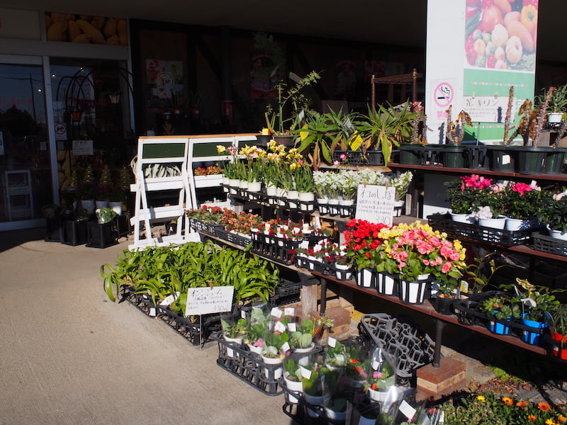 ローズマリー公園の入り口の花